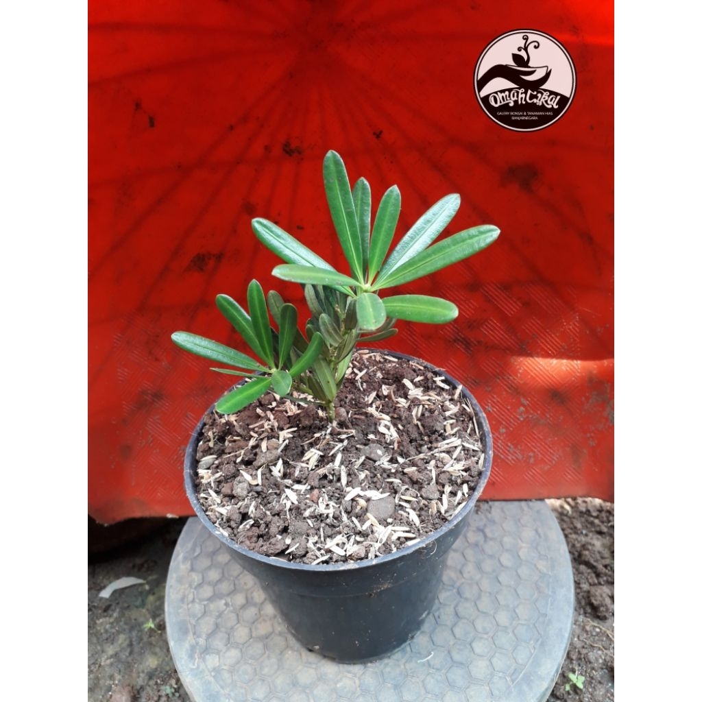 lohansung mawar/bibit lohansung mawar/bibit bonsai lohansung mawar