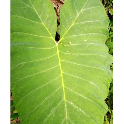 DAUN TALAS BENENG 1 kg