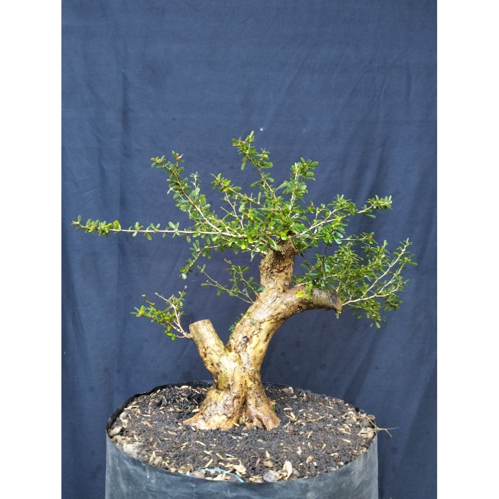 Bahan bonsai saeng simbur super mikro sesuai gambar