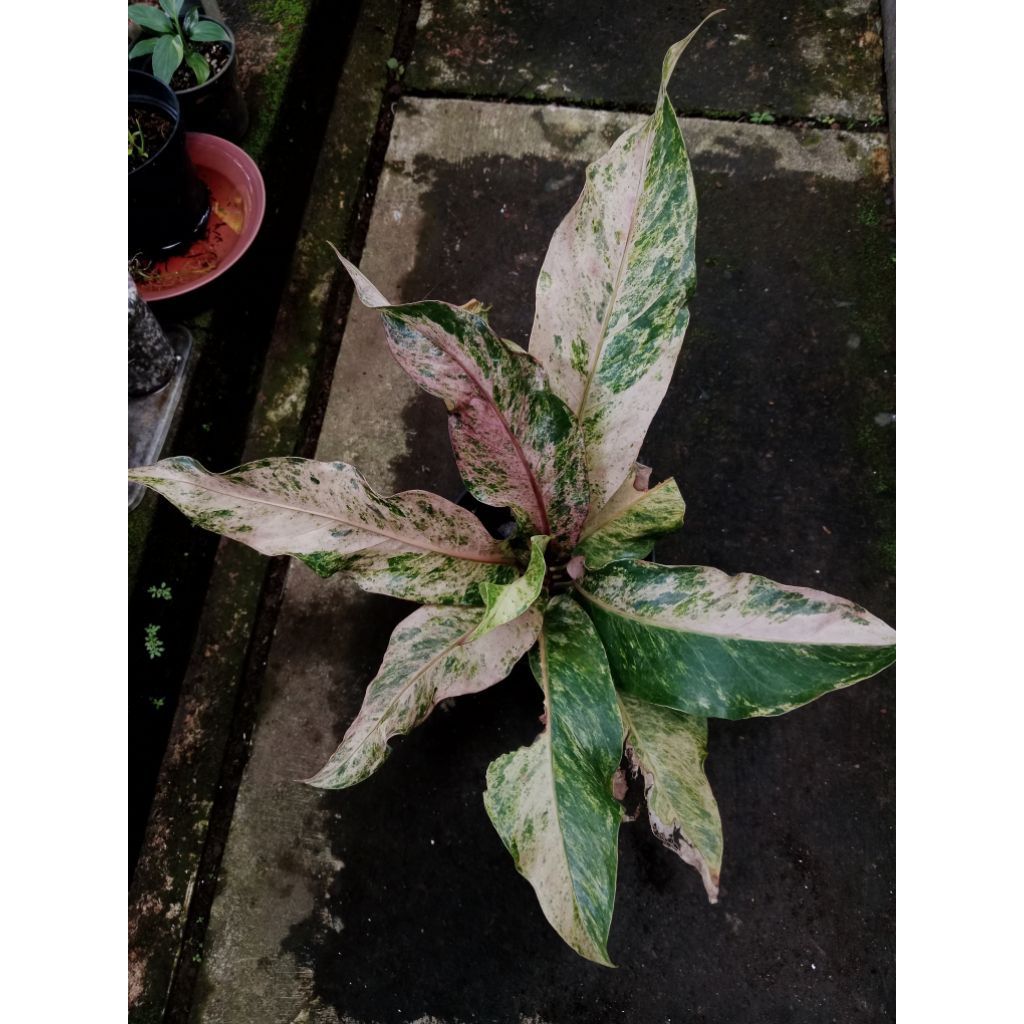 Anthurium hookeri white pink
