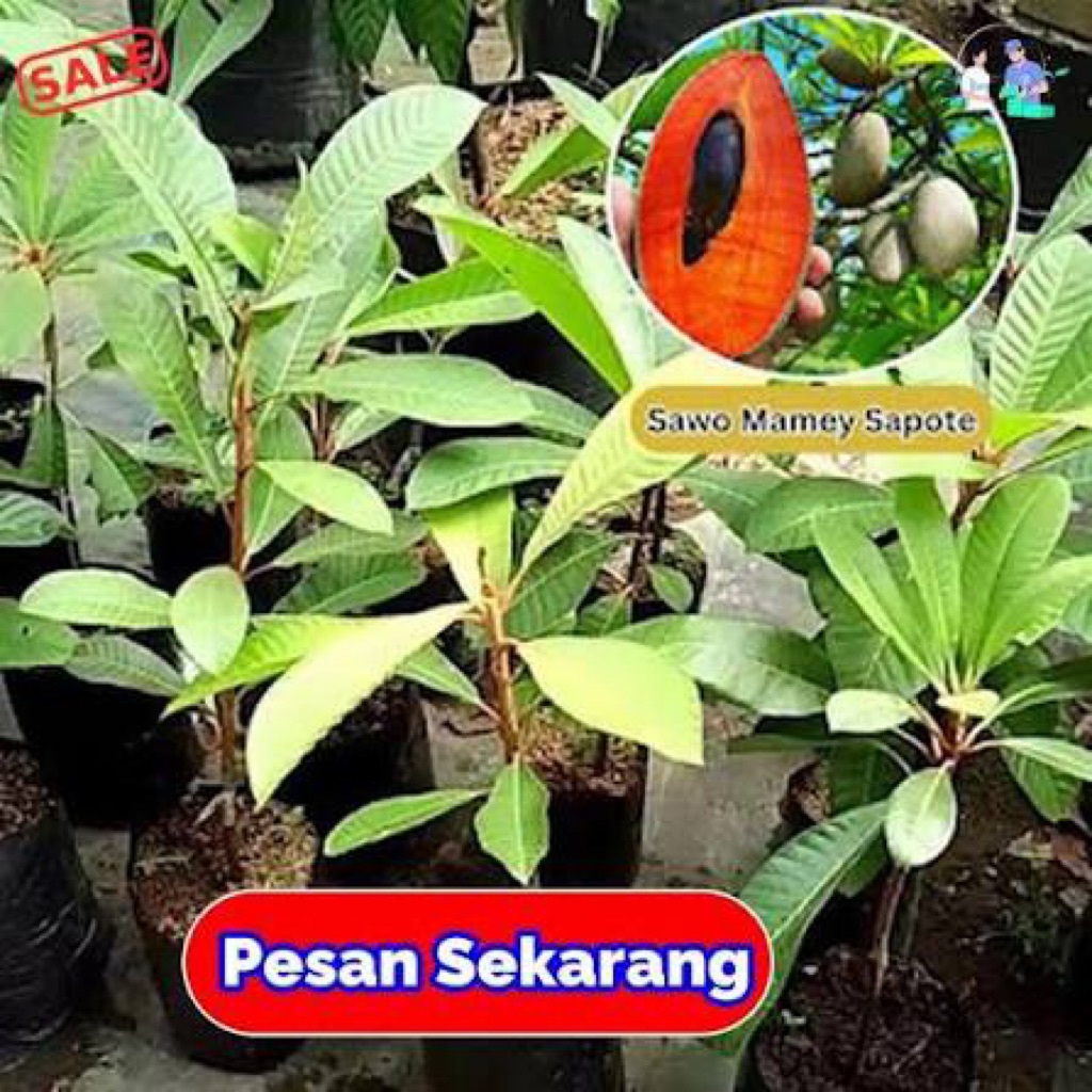 Bibit Pohon Sawo Mamey Sapote Magana Asli Cangkok