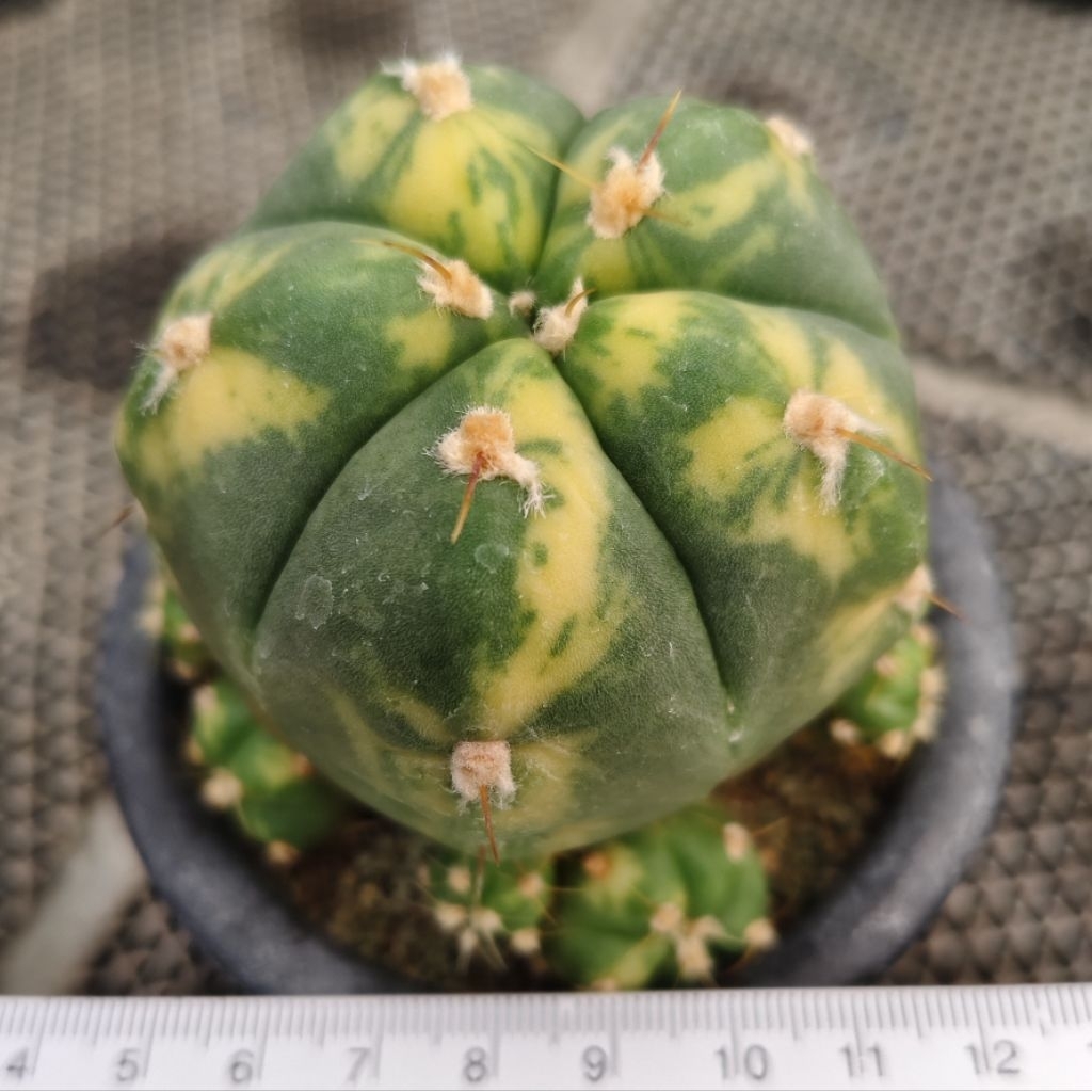 Tanaman Kaktus Gymnocalycium horstii variegata