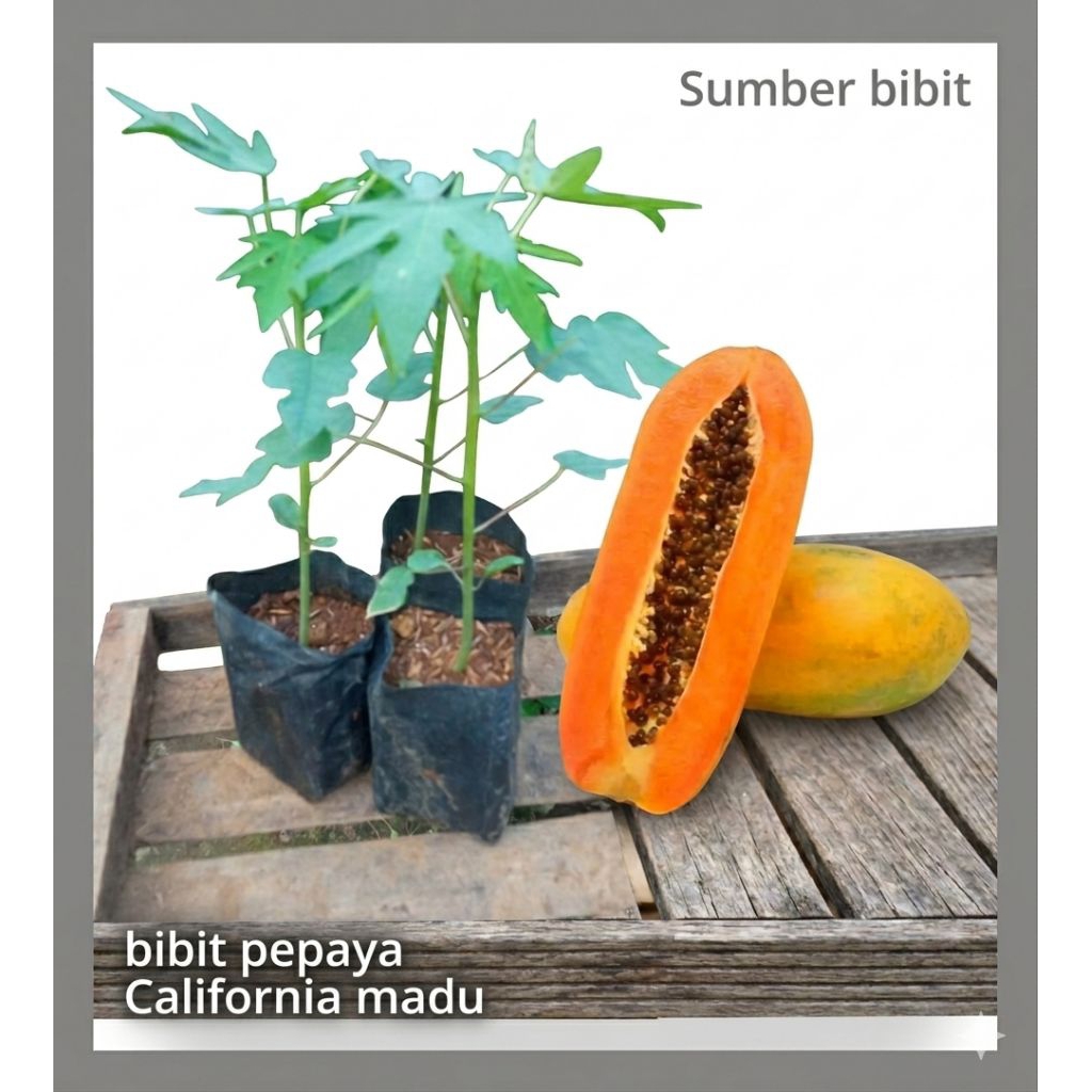 bibit pepaya California madu