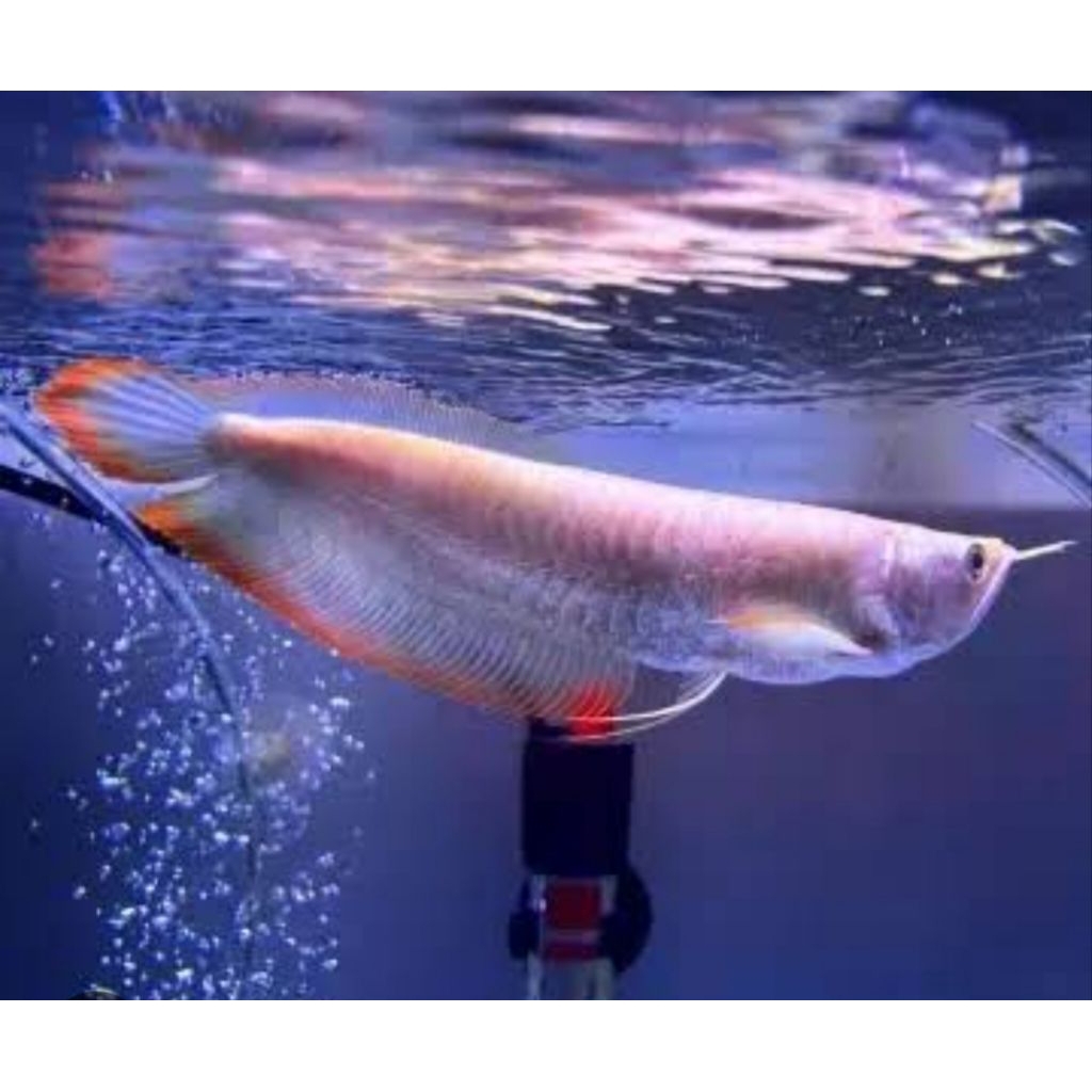 Flash sale Arwana silver red 10-11 cm