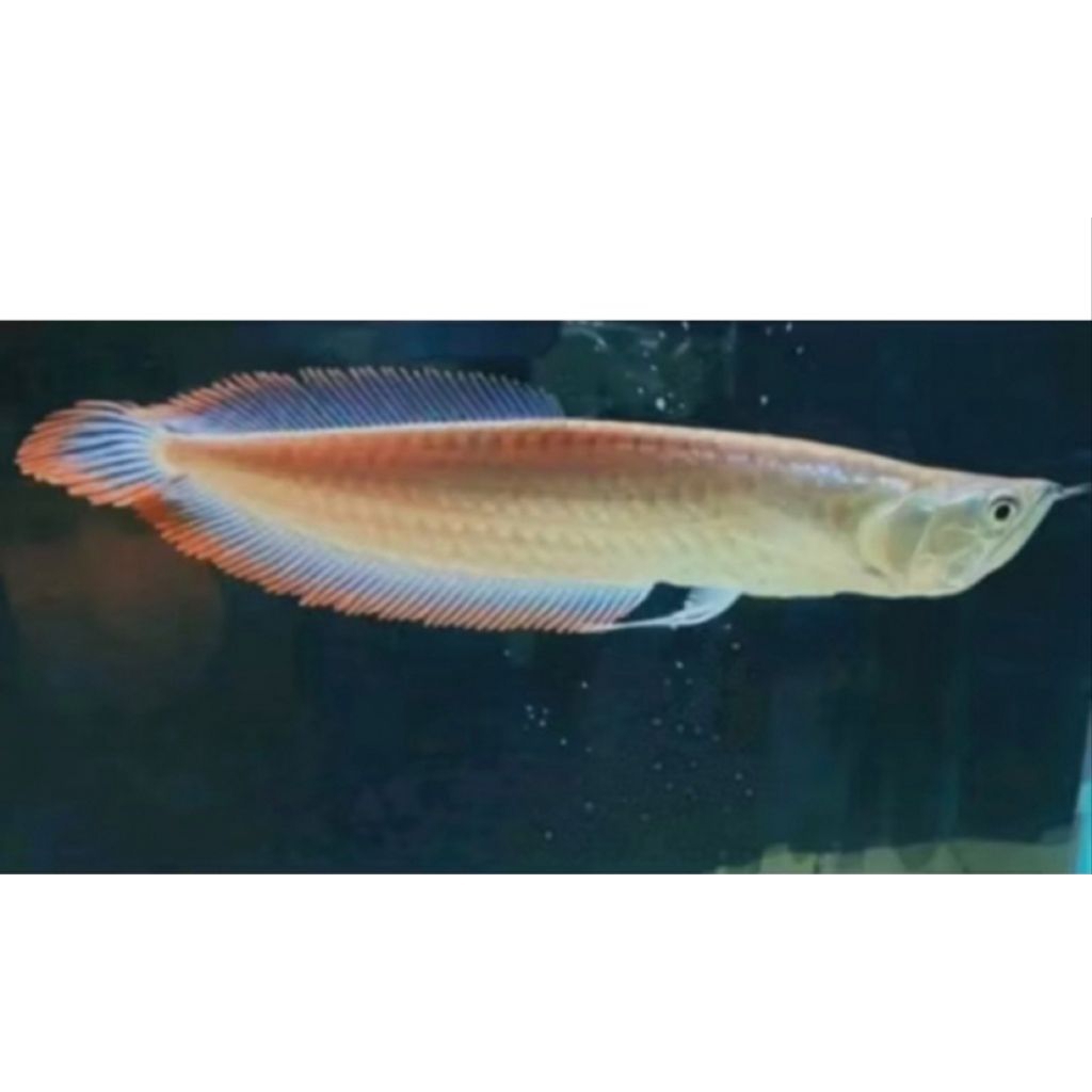 Arwana Silver red  Mulus Size 10-11 cm Siap Kirim Hari Ini
