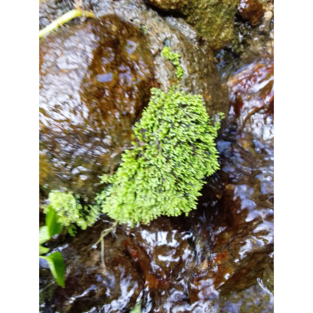 lumut paludarium mos darat 250 g