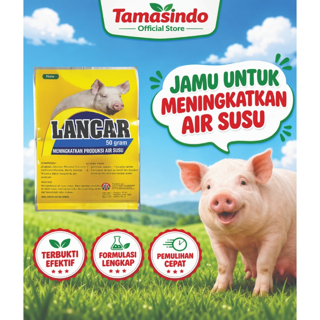 Lancar Babi untuk meningkatkan air susu babi