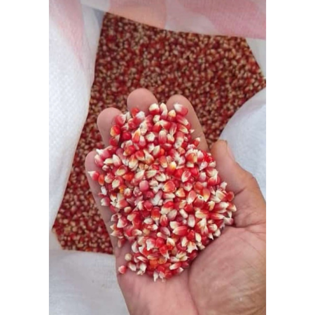 Jagung Merah Super Pakan Merpati – Kualitas Premium, Bersih & Kering