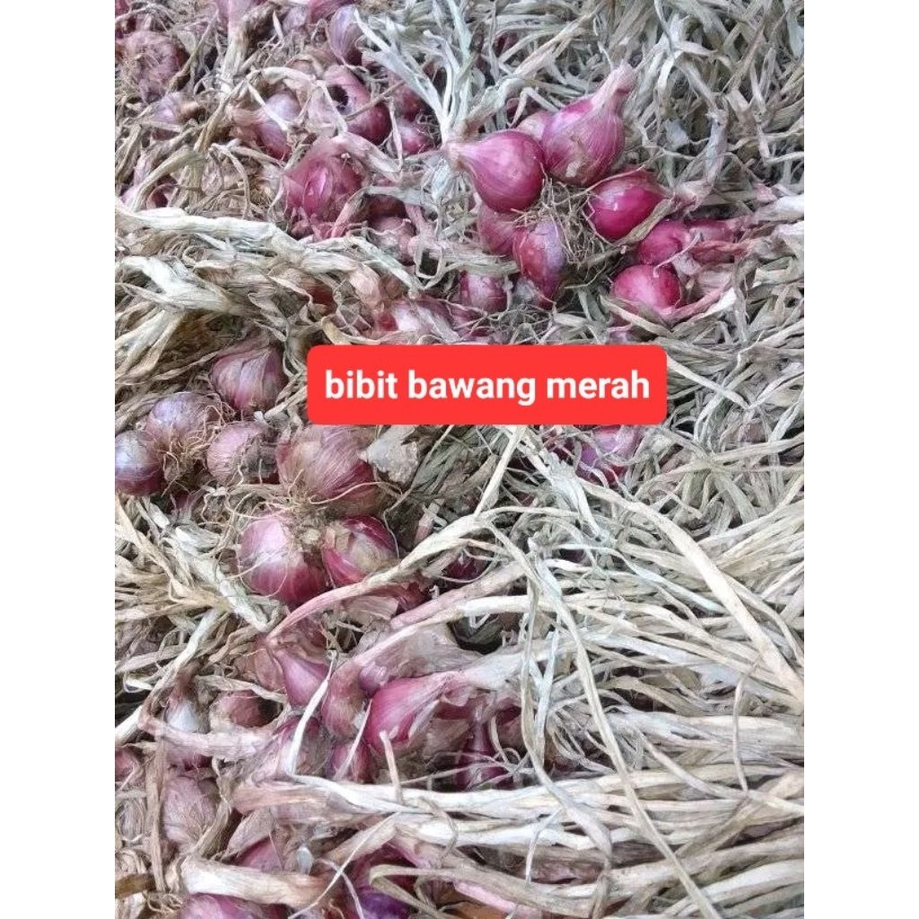Bibit Bawang Merah 1kg&5kg Harga Terjangkau Jenis Bali Karet