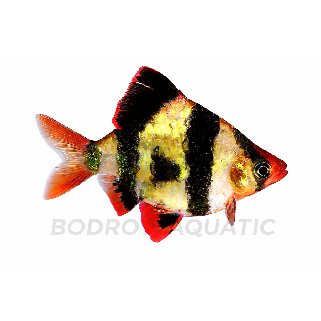 Ikan Hias Sumatra Tiger Balon / Sumatra Tiger Short Body / Ikan Hias Air Tawar