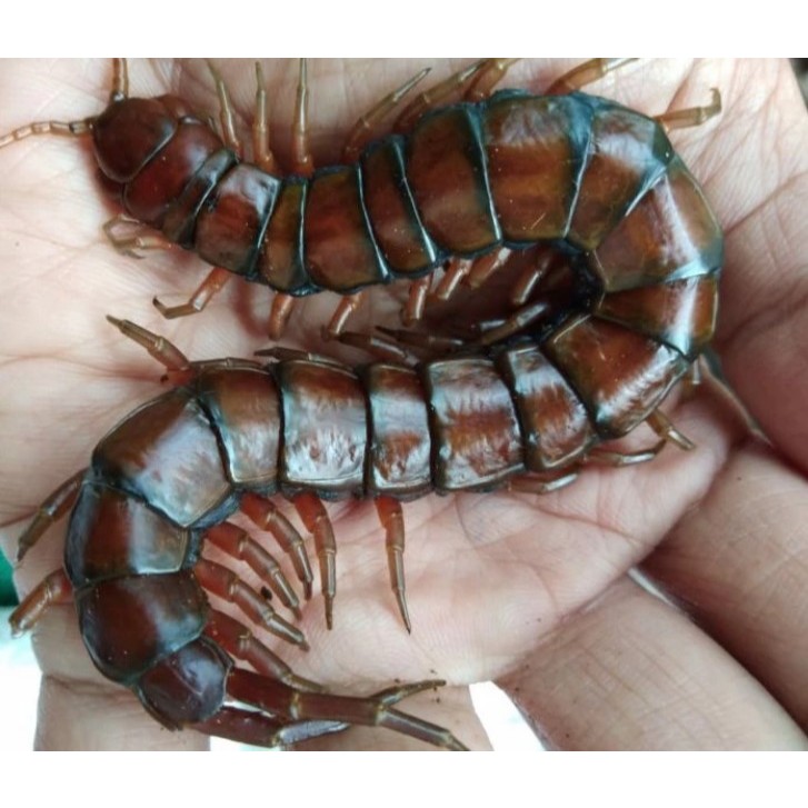 (READY STOCK) KELABANG JUMBO PAKAN IKAN ARWANA