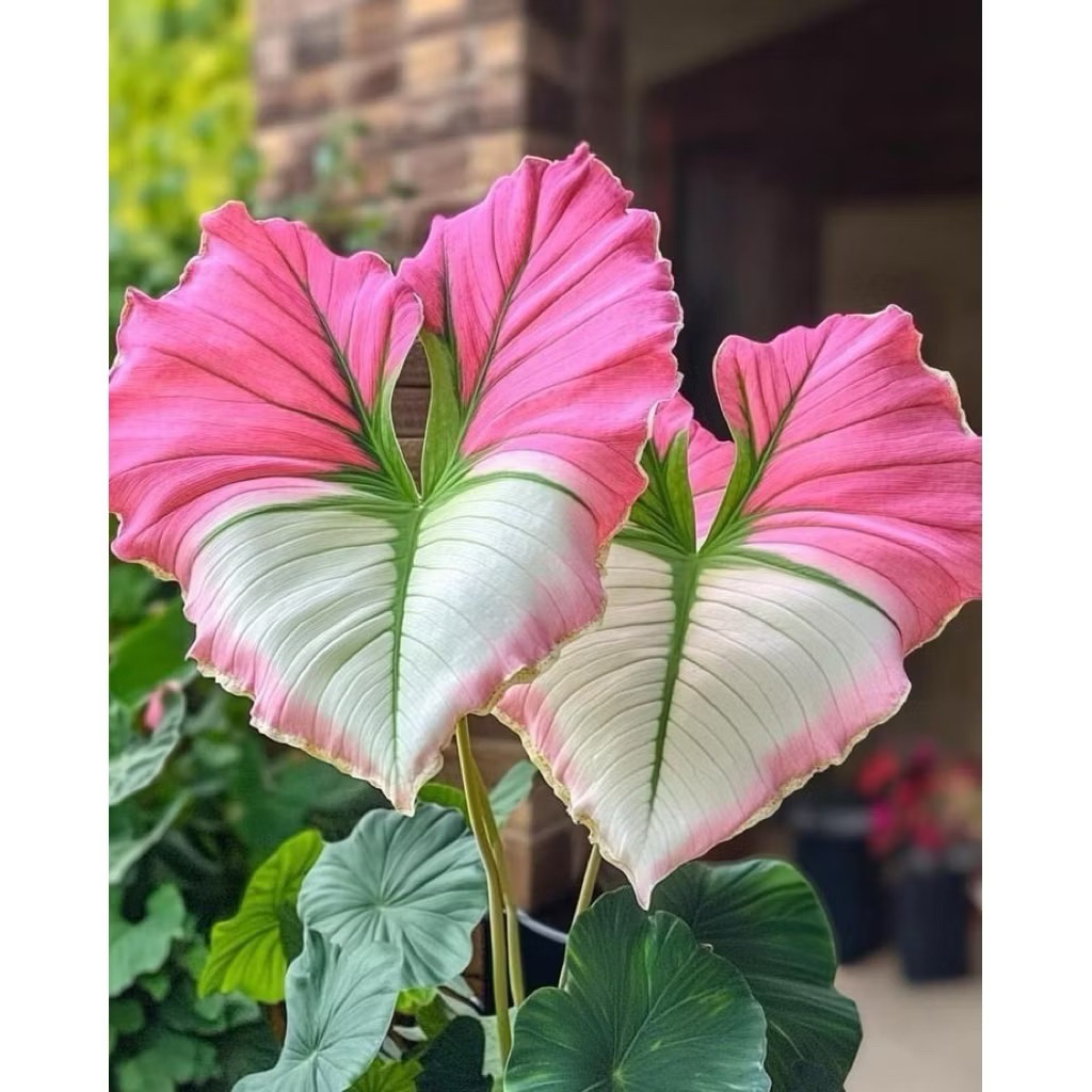 Umbi Caladium Thailand White&Pink Keladi Thailand Cantik