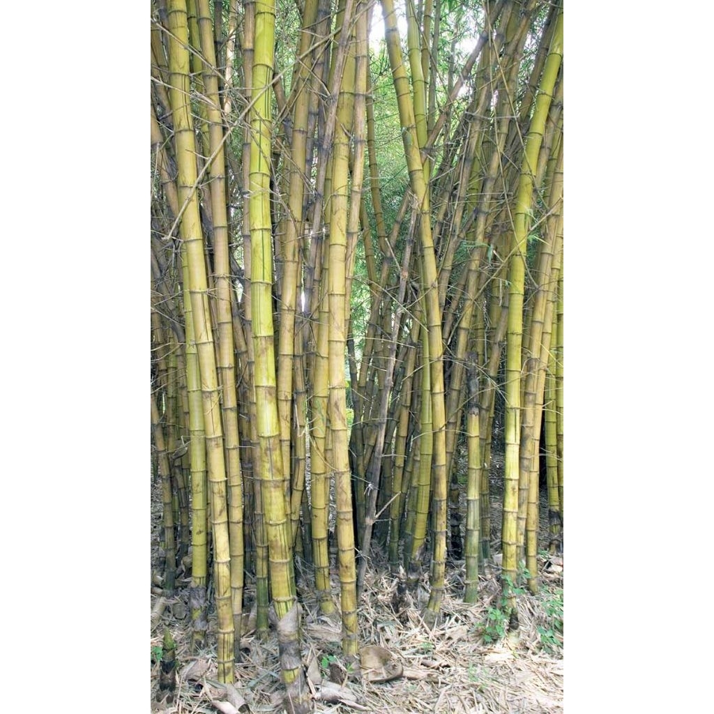 Bambu Kuning 1/5 Meter