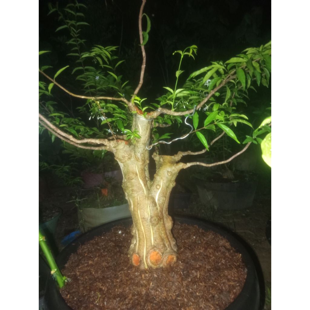 Bahan Bonsai Anting Putri - Anting Putri, Bonsai Anting Putri, Anput Bonsai