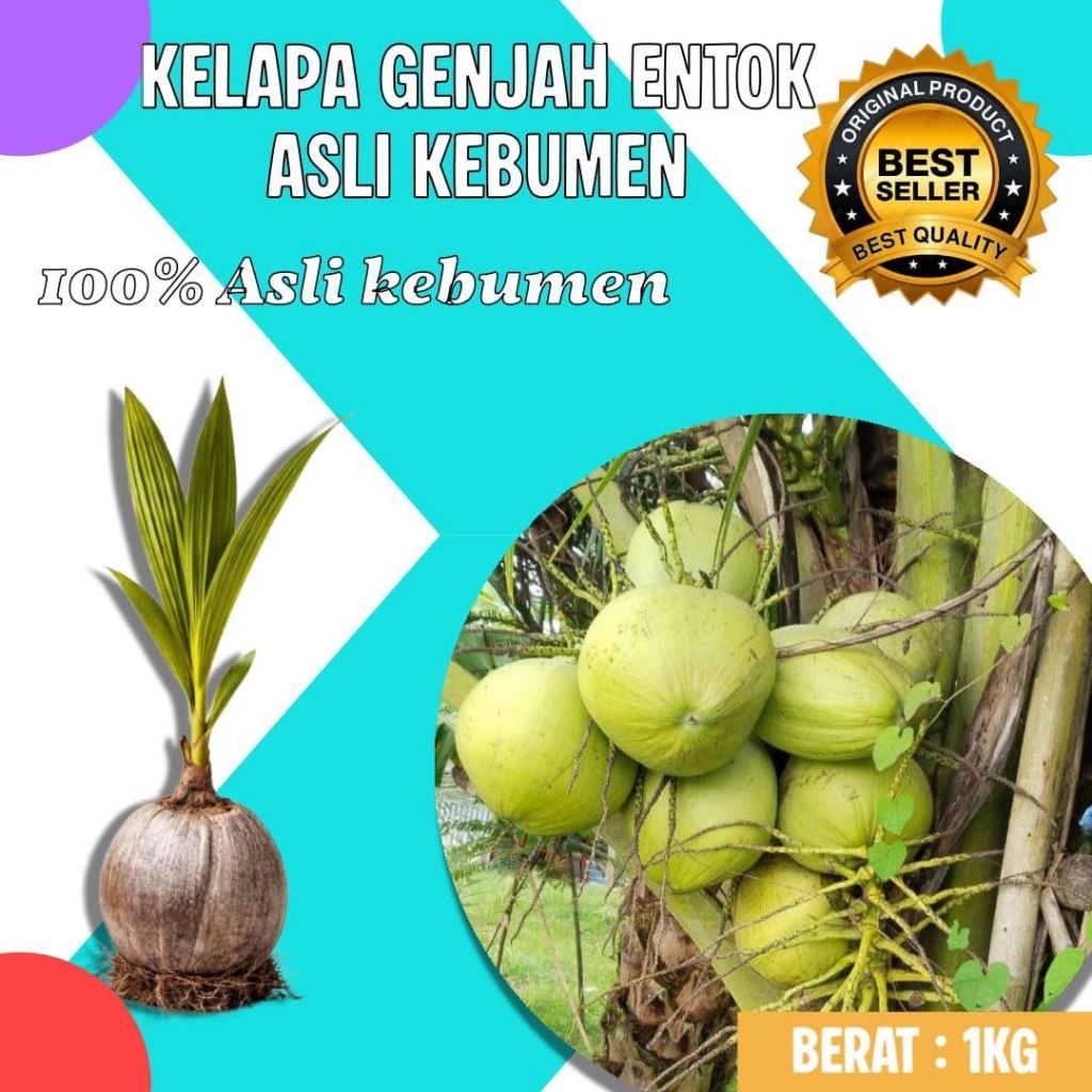 TERBAIK  Bibit Kelapa Genjah Entok, Bibit Kelapa Genjah Entok Bersertifikat, Bibit Kelapa Genjah Ent