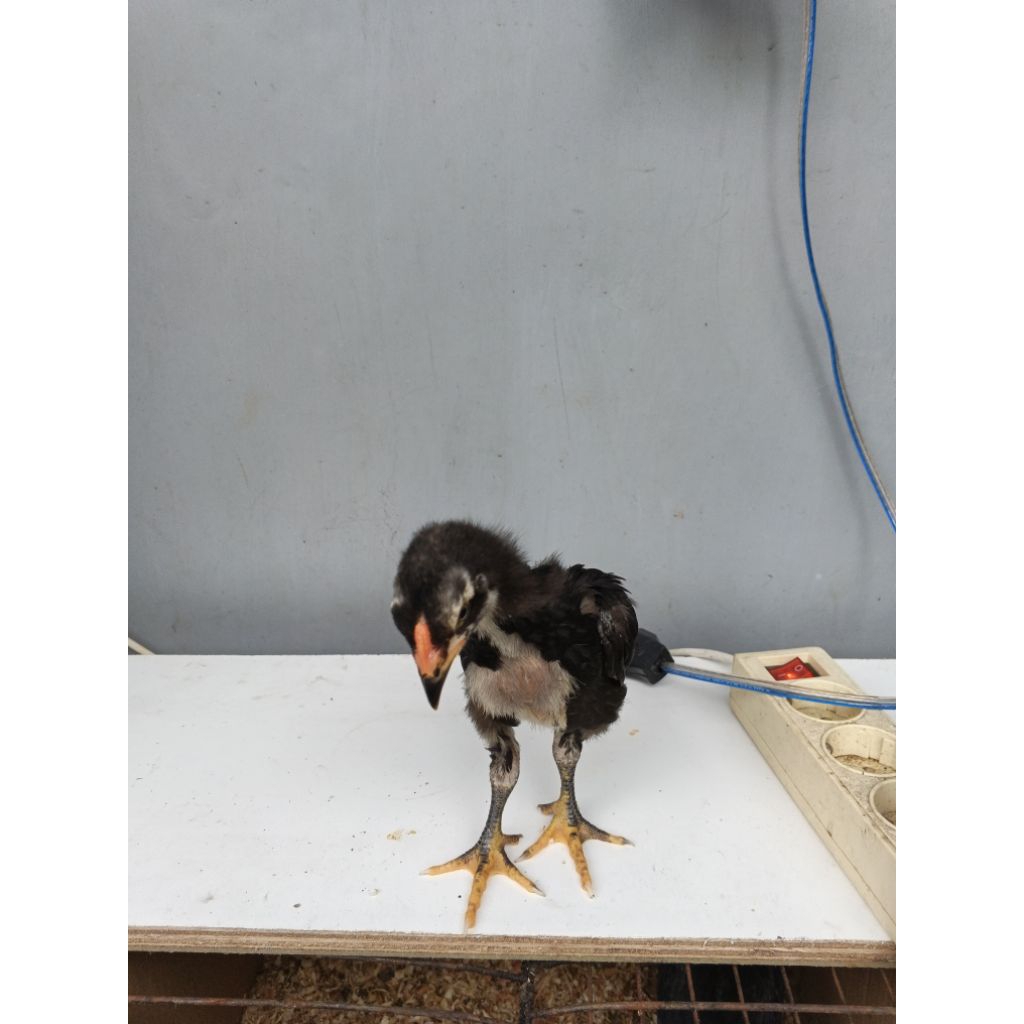 anak ayam birma Telur biru Garansi ori usia 1 bulan.
