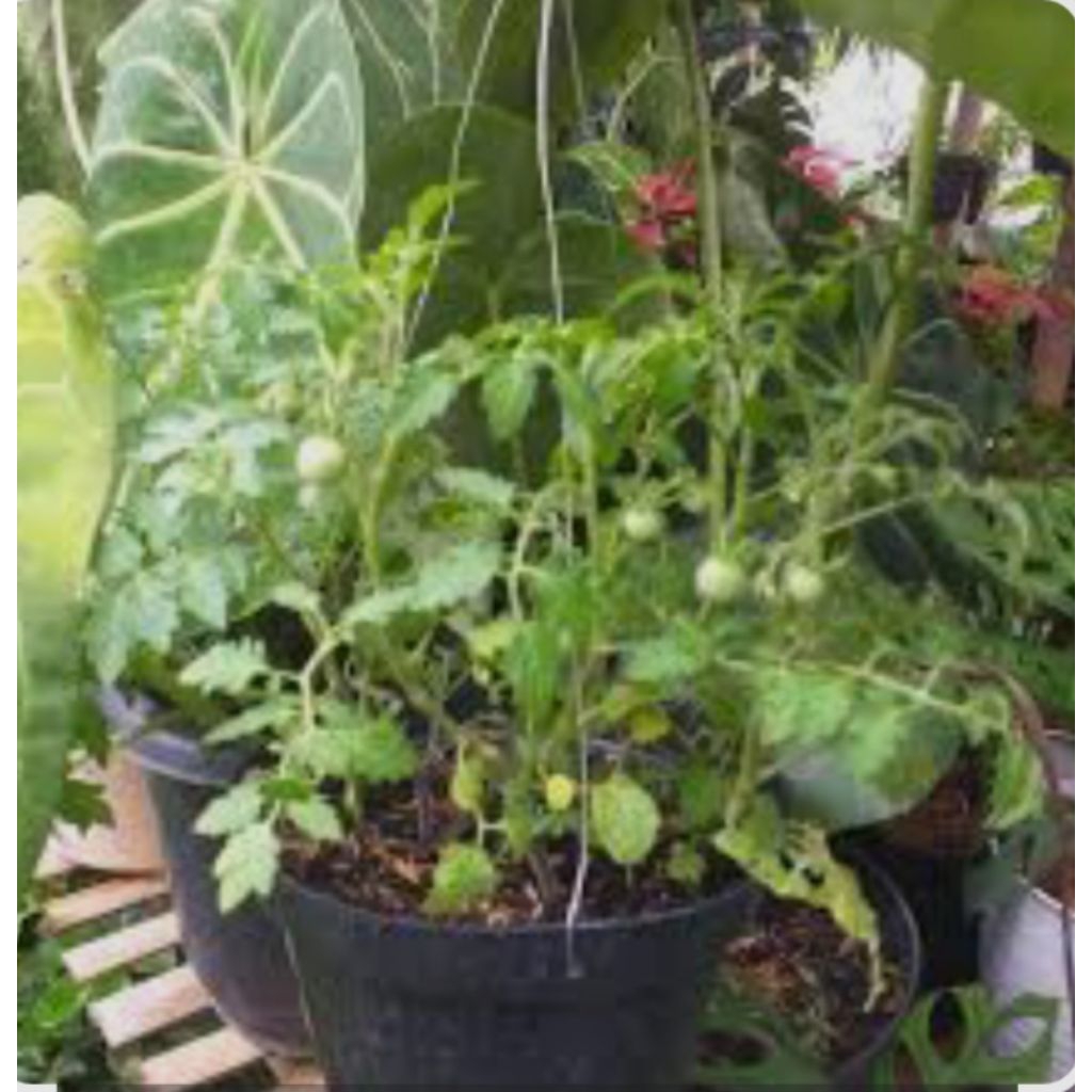 Bibit Tanaman Tomat Cery Berbuah - Tanaman Tomat Chery Siap Berbuah