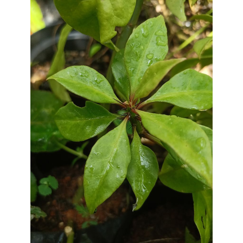 Tanaman Tujuh Duri (tanaman herbal)