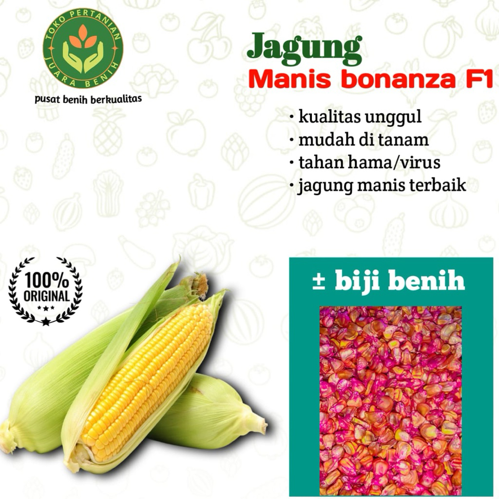 1000 BIJI BENIH JAGUNG MANIS BONANZA F1 jagung manis unggulan