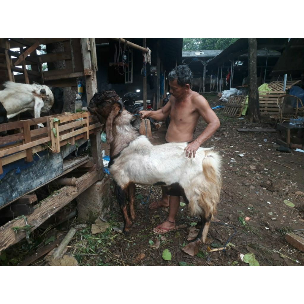 Hewan Qurban Kambing Jabodetabek