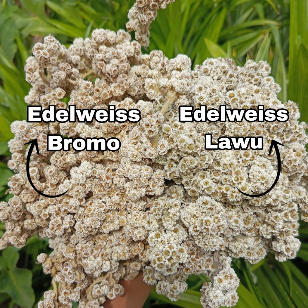 Bunga Edelweis Kering Budidaya Gunung Bromo Lawu Merapi