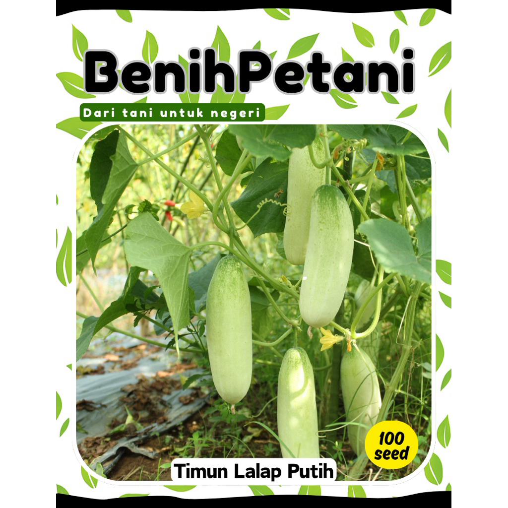 100 Benih bibit TIMUN LALAP PUTIH timun lalab hijau muda