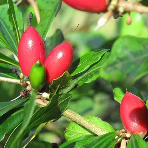 BIBIT / POHON BUAH AJAIB CEPAT BERBUAH SIAP TANAM