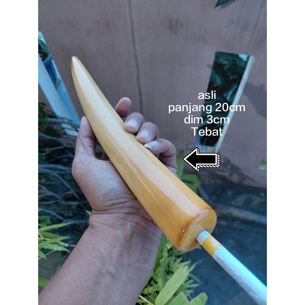 Once pipa sarigading jumbo 20cm asli model berserat gading