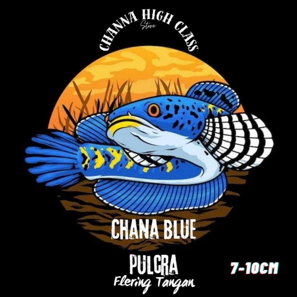 Blue Pulcra Spek Bahanan Kontes Dan Display  istimewa