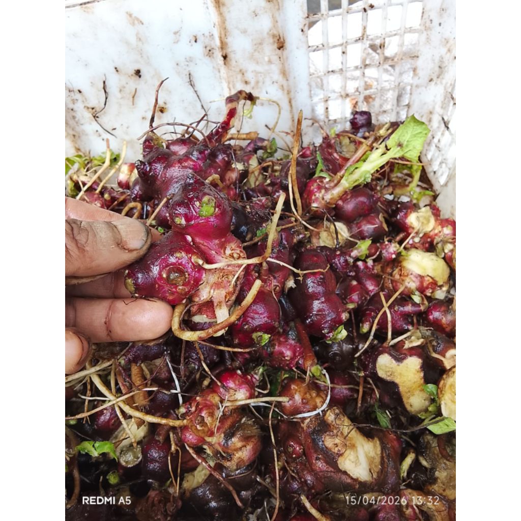 bibit ubi yakon 1/2 kg dari petani wonosobo