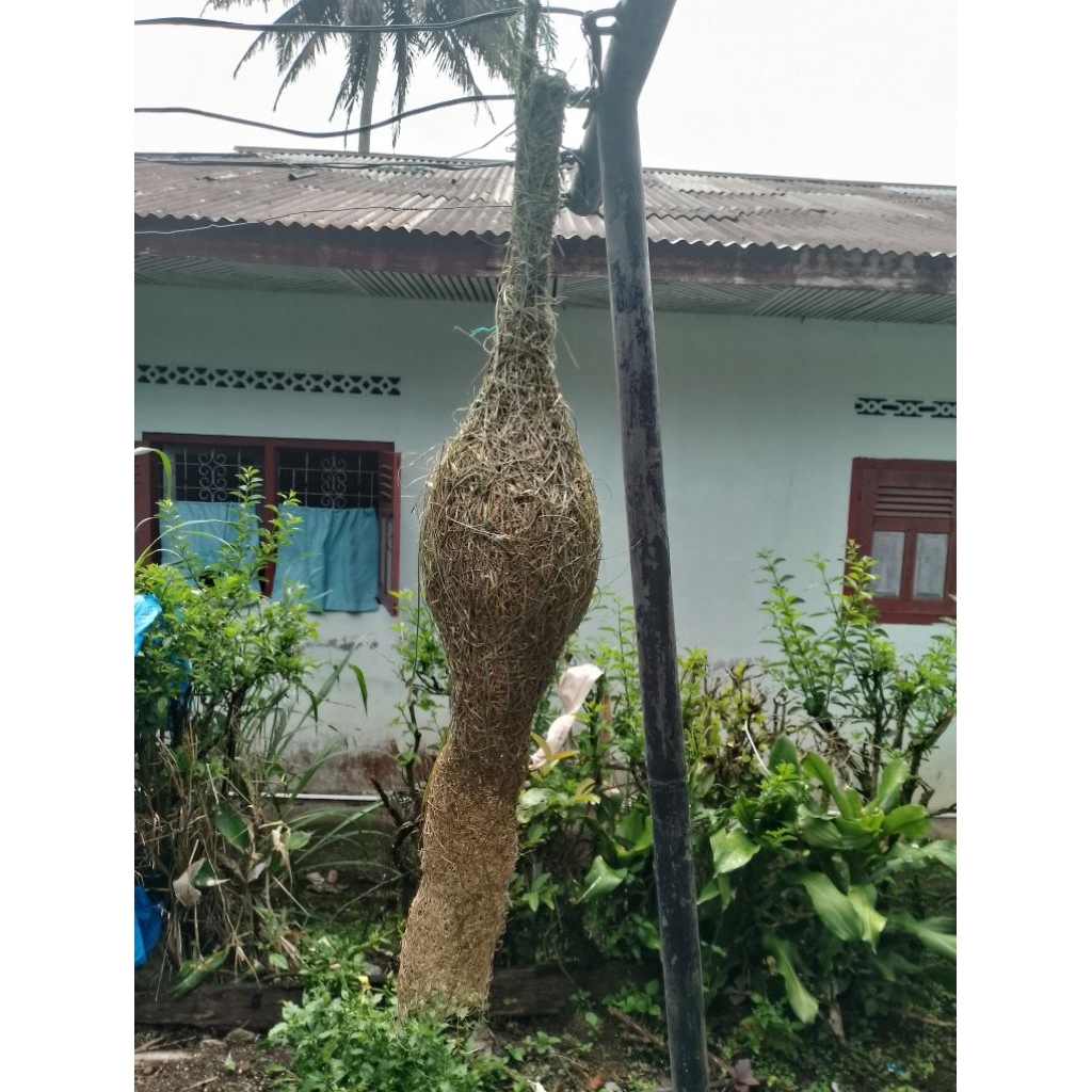 Sarang Burung Manyar Betina Asli Buatan Burung