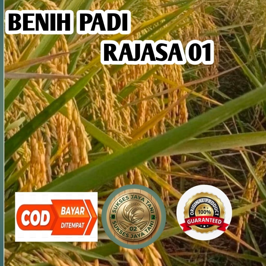 (1kg) bibit unggul benih padi RAJASA 01 ORIGINAL 100% BERKUALITAS