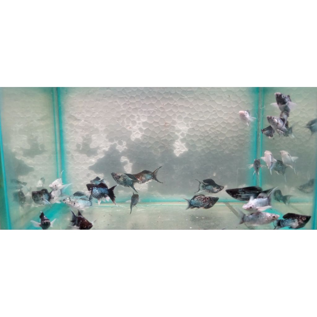IKAN MOLLY BLUE ELECTRIC LYRETAIL