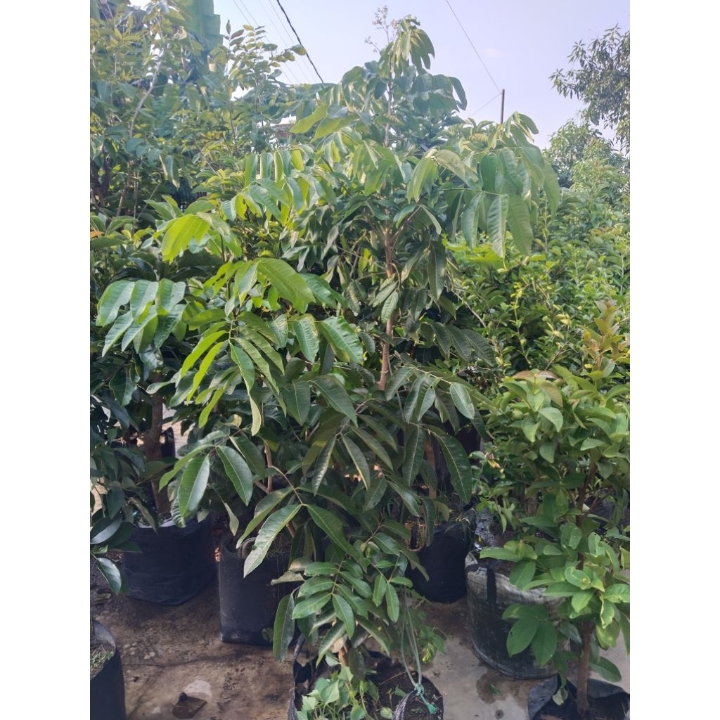 bibit kelengkeng matalada batang besar