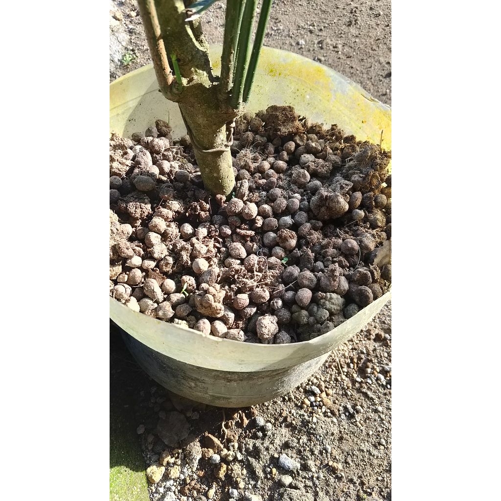 Kohe srintil intil kambing kemasan 1kg pupuk organik alami pupuk pohon tanaman pohon buah sayuran u