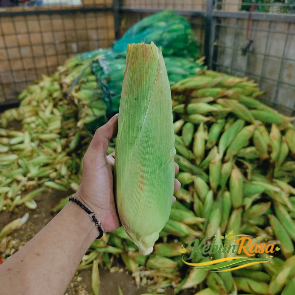 JAGUNG MANIS REBUS BAKAR JASUKE DLL PERKILO