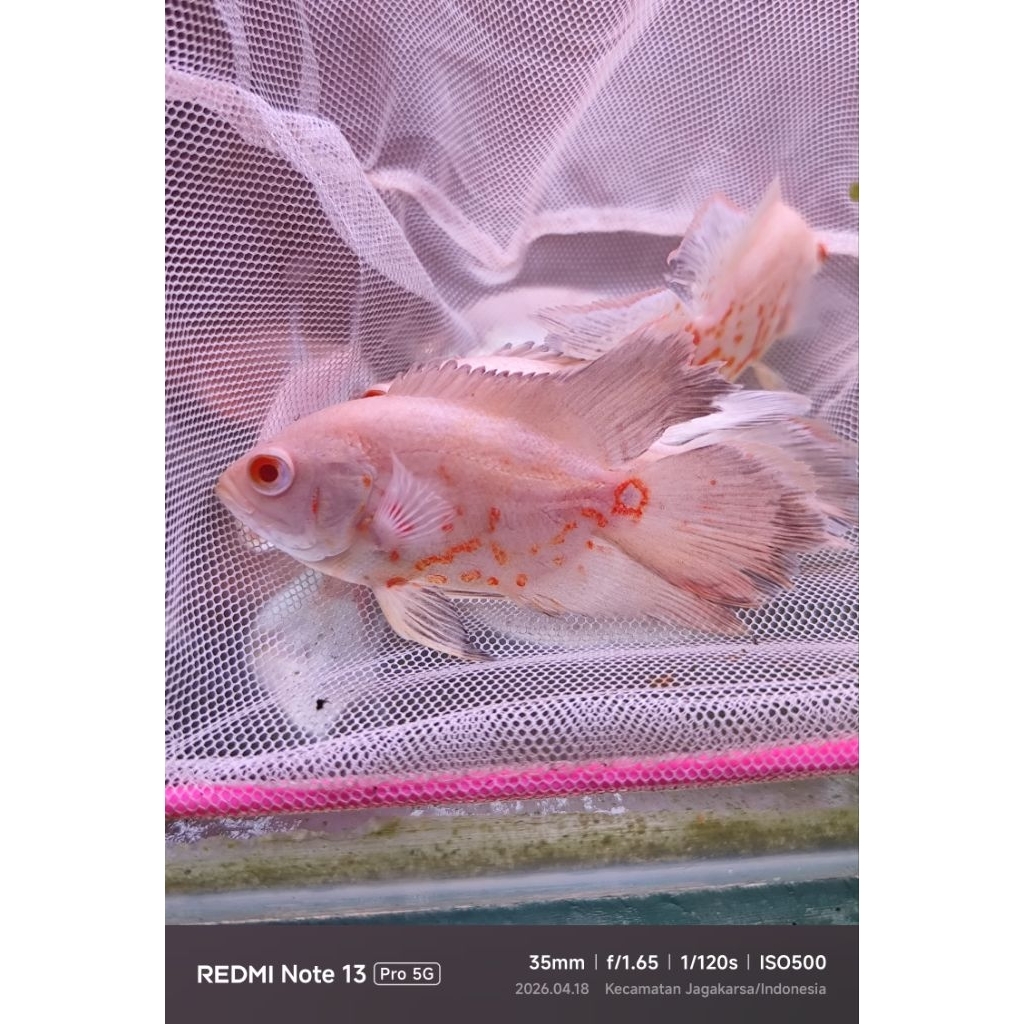 ikan hias Oscar selayer albino
