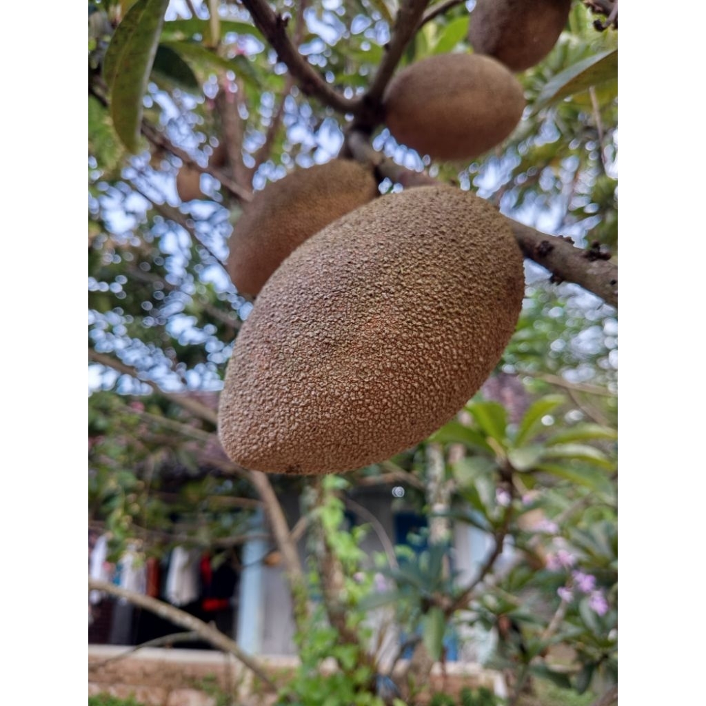 buah mamey sapote lorito