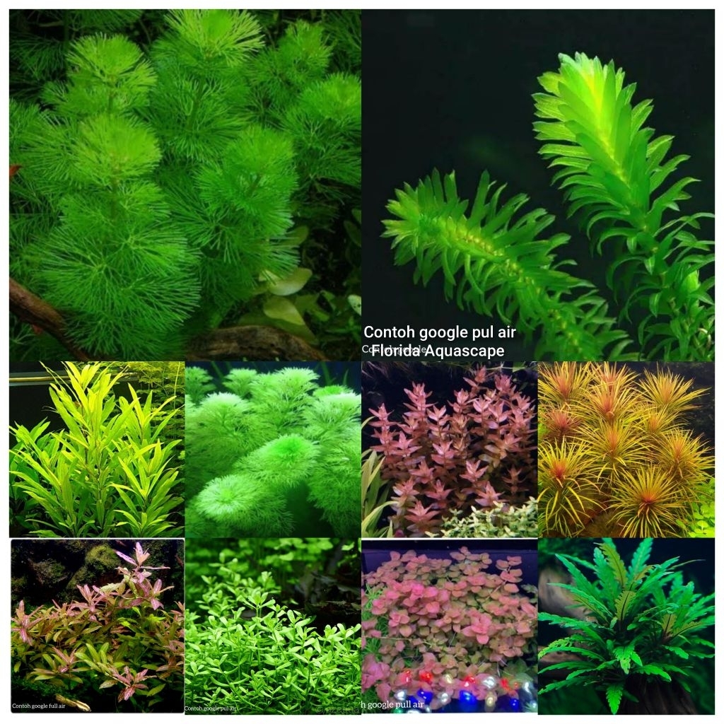 paket tanaman aquascape 100 batang 10 jenis tanaman Aquascape hiasan aquarium