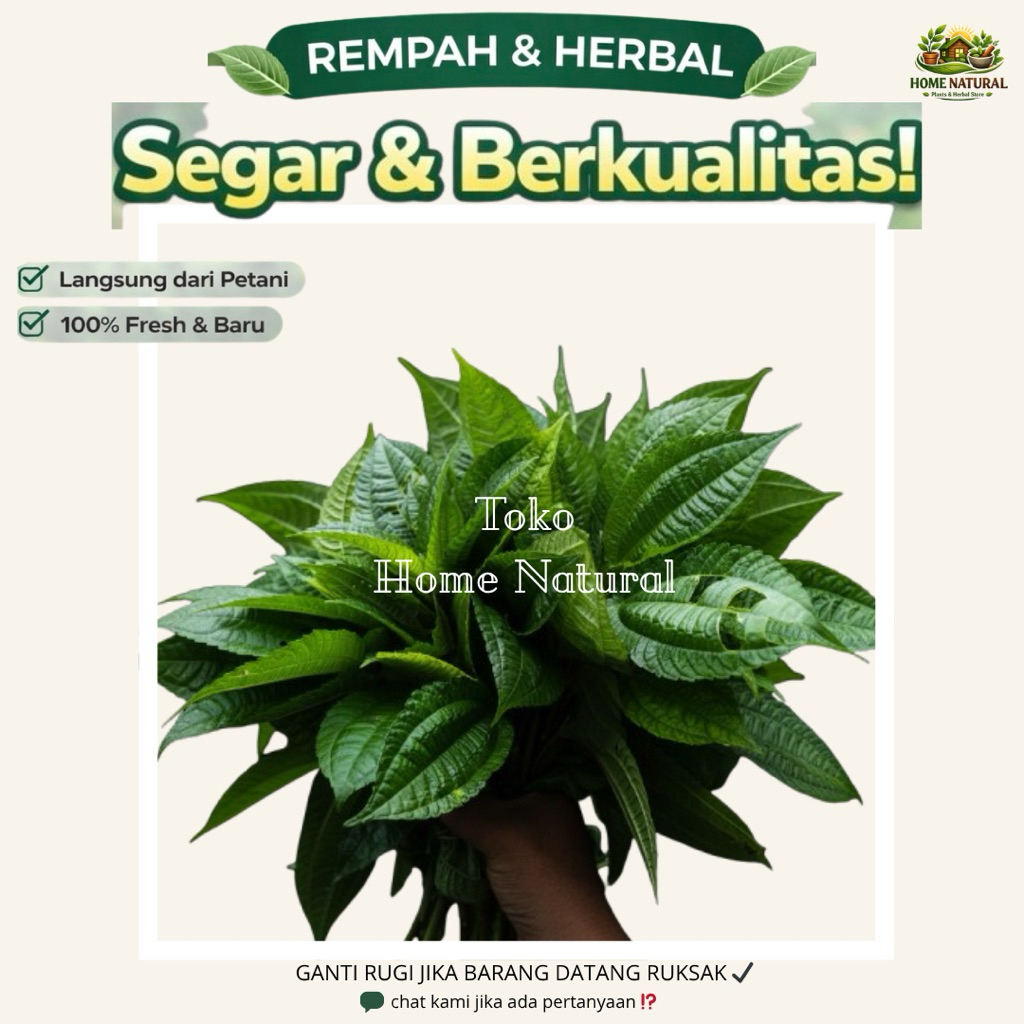 Daun Pohpohan Segar Dan Fresh - Lalapan Daun Pohpohan