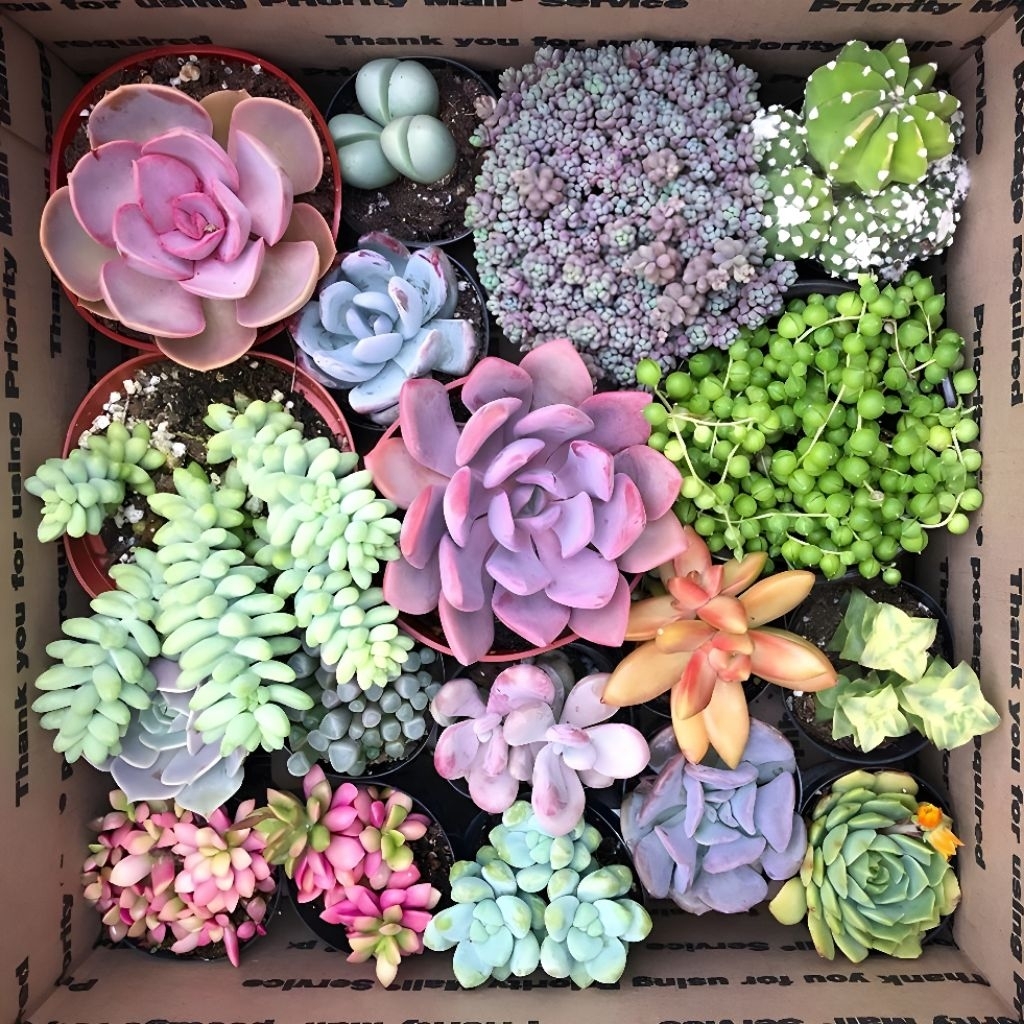 Paket Sukulen Kaktus Hidup Mini Isi 10 Pcs Free Pot