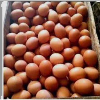 telur ayam negri per 1kg