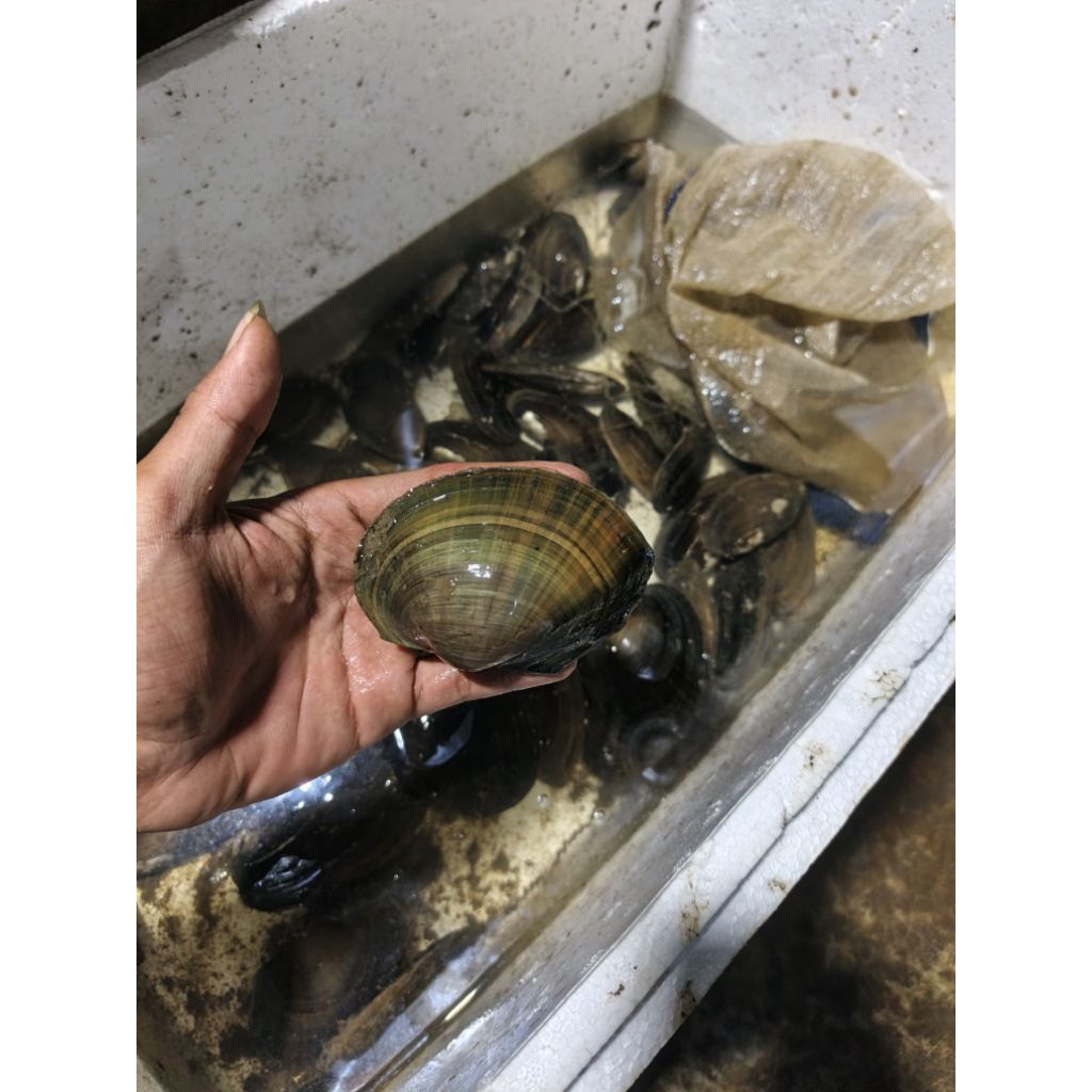 kerang tawar/kerang hijau besar filter aquarium/hiasan aquarium