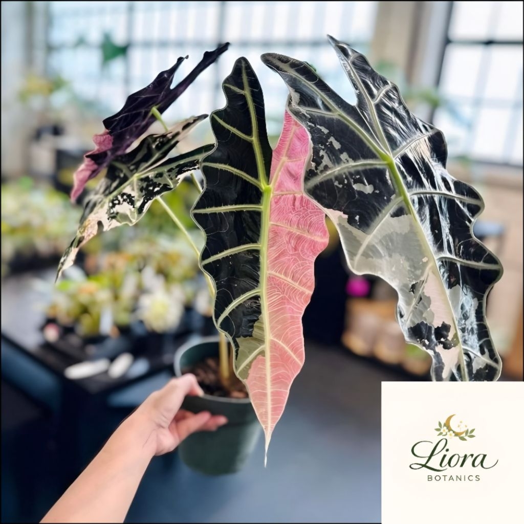 GRATIS ONGKIR | Bibit Bonggol Alocasia Amazon Variegata Pink Rare – Corm Alocasia Variegated Mutasi 