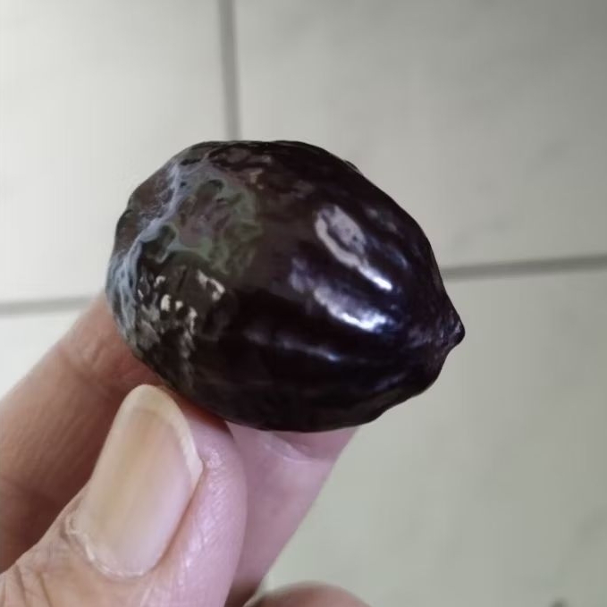 Kemiri Adu Muncang Adu Jayanti Si Poek Ori Rel Urat Dua Matang