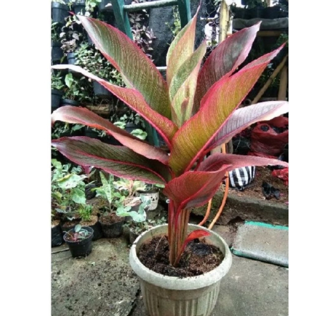 Tanaman Hias pisang Bugis merah