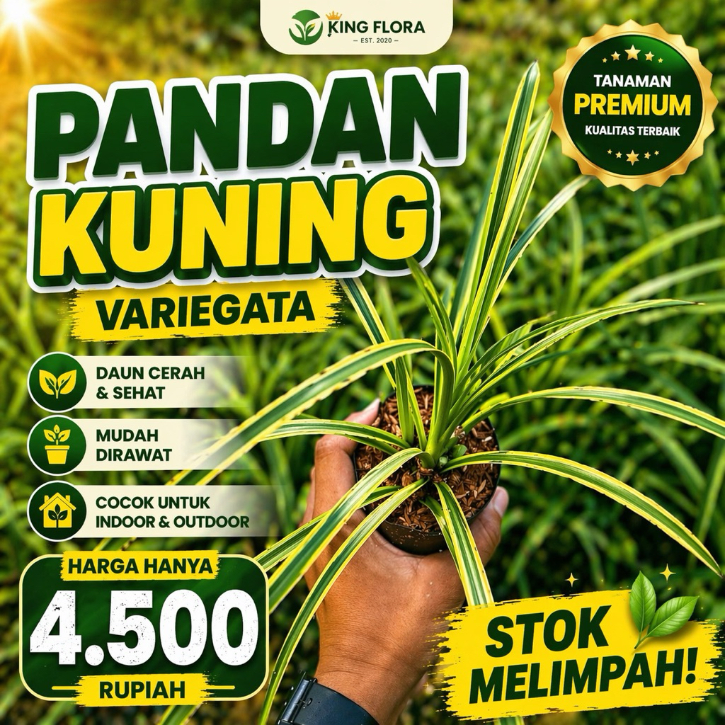 PANDAN KUNING VARIEGATA/PANDAN KUNING