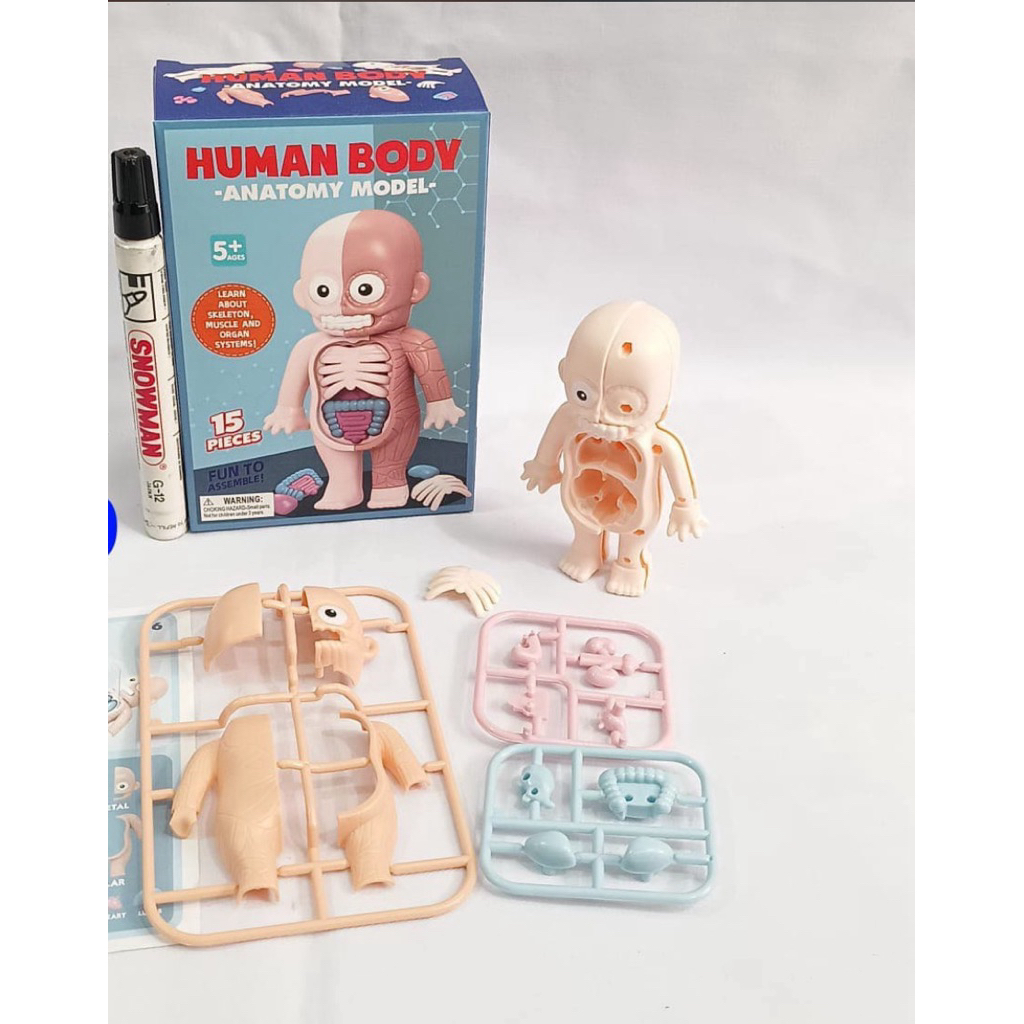 human body