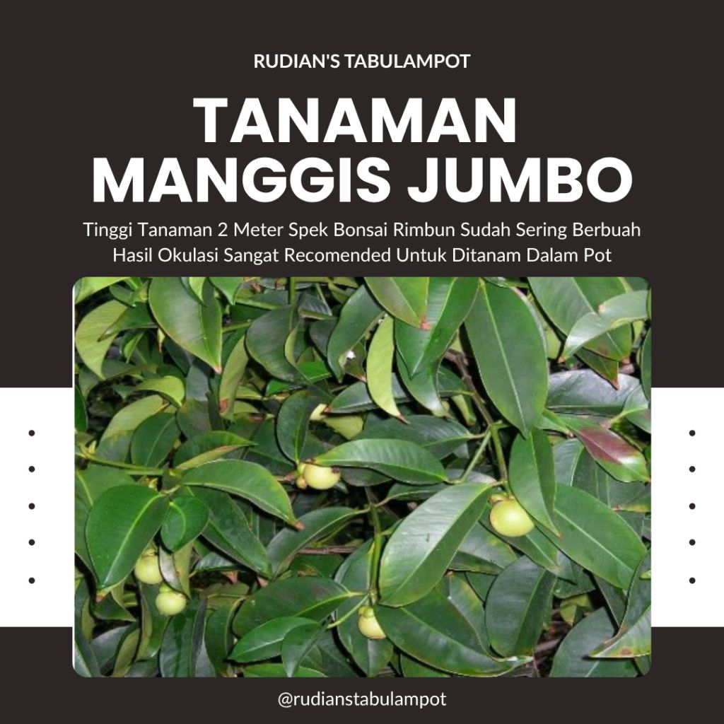 Tanaman Manggis Indukan Spek Bonsai Batang Super Besar Rimbun Tinggi 2 Meter Up Kondisi BERBUAH