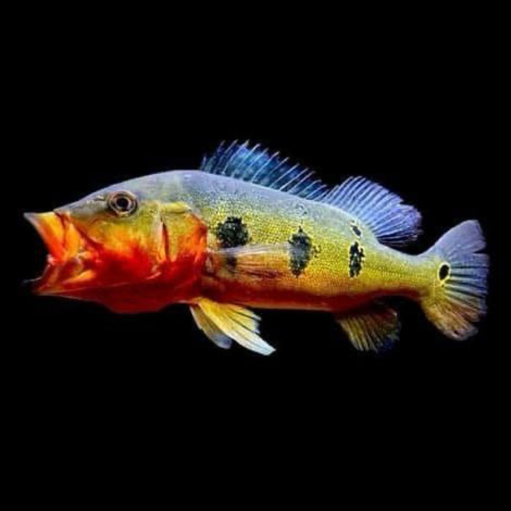 Pbass fogo bahan 3-4